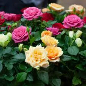 Natural Rose Plant